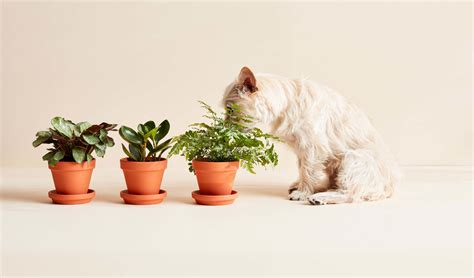 Are Snake Plants Safe For Cats And Dogs