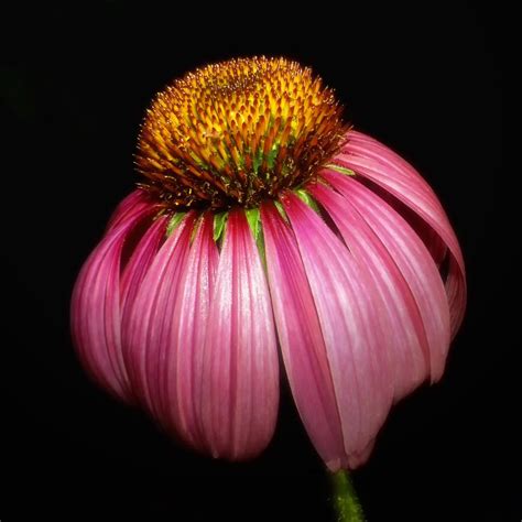 Coneflowers Plant Care And Collection Of Varieties