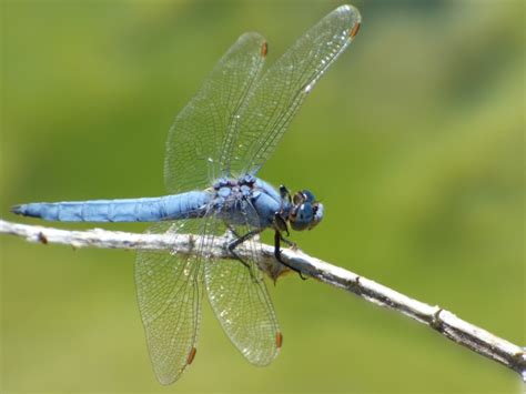 Wallpaper ID: 786735 / blue dragonfly, one animal, animal themes, plant ...