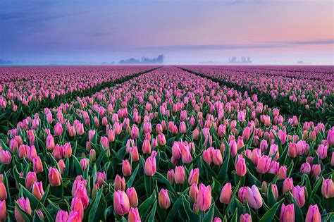 Tulip Field Wallpaper