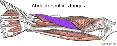 Abductor Pollicis Longus Cadaver