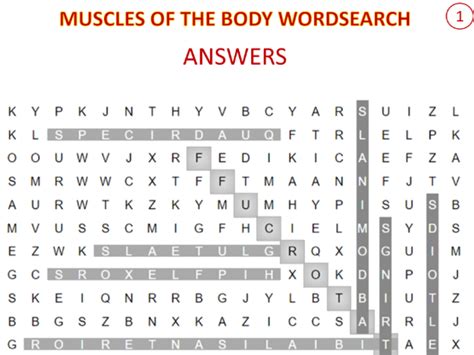 Aqa Gcse Pe Muscles Wordsearchs Teaching Resources