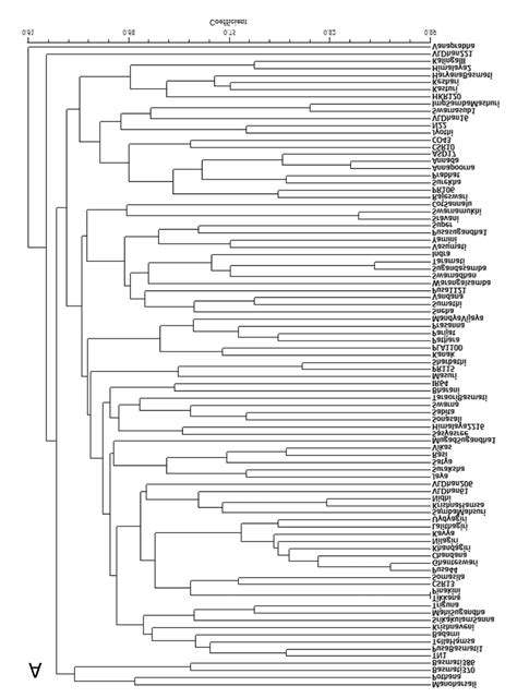 Comparison Of Dendrograms Based On A And B Hvrm Markers