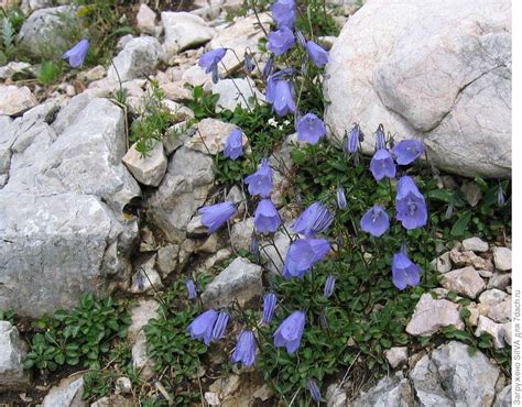 Колокольчик Карпатский на клумбе (68 фото) » НА ДАЧЕ ФОТО