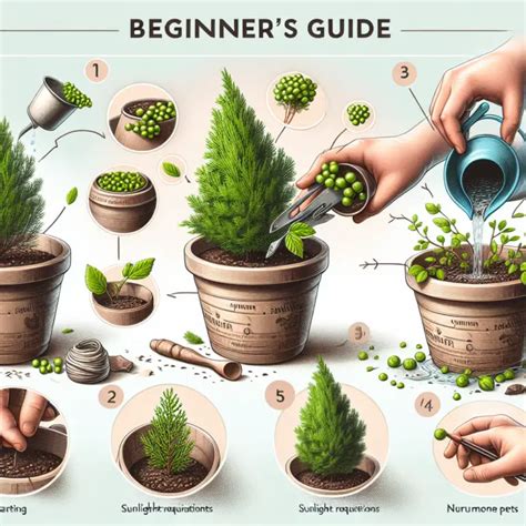 Growing Juniper In Pots A Beginner S Guide Enjoy Container Gardening