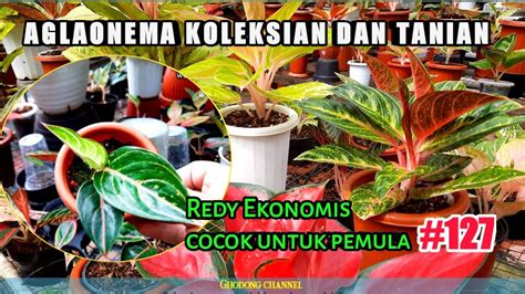 Aglaonema Koleksian Dan Tanian Ada Harga Ekonomis Cocok Buat Pemula