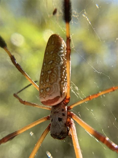 Golden Silk Spider From SH 332 Lake Jackson TX US On October 26