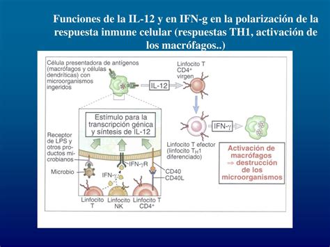 Ppt Dpto De Inmunología Universidad De Navarra Powerpoint