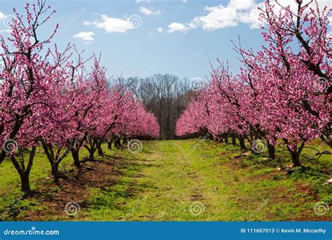 Peach Orchard in Bloom stock image. Image of botany - 111607013