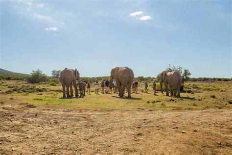 Da Città del Capo 5 giorni di safari nella Garden Route e nell Addo