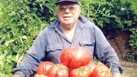 Pomodori Giganti Nellorto La Provincia Pavese