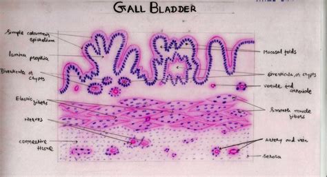 Gallbladder Histology Labeled