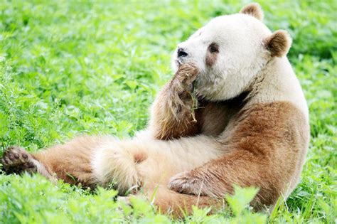 This Rare Panda Is Brown Instead Of Black