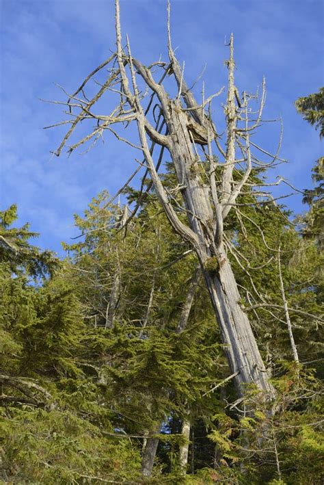 Dead Cedar Tree At The Top Of Watchman Trail Stock Image Image Of