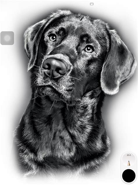 Pin De Elizabeth Maynard Hopper En Art Of Dogs Dibujo De Perro Arte