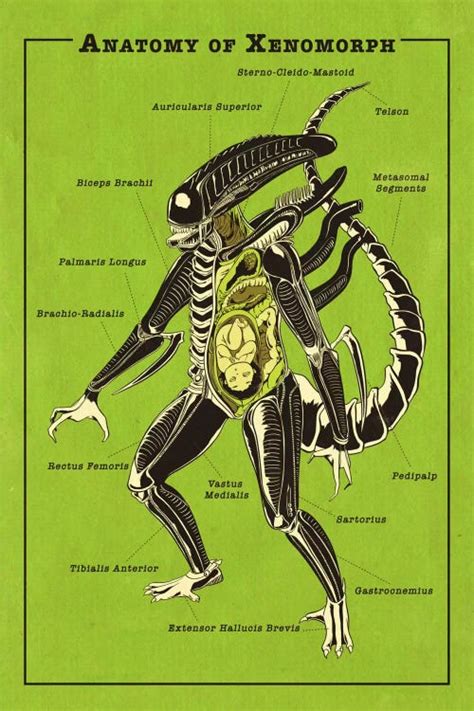 Alien Anatomy Diagram Canvas Art By 5by5collective Icanvas