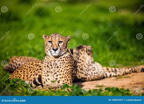 Two Cheetahs Resting Under A Tree Royalty Free Stock Photo