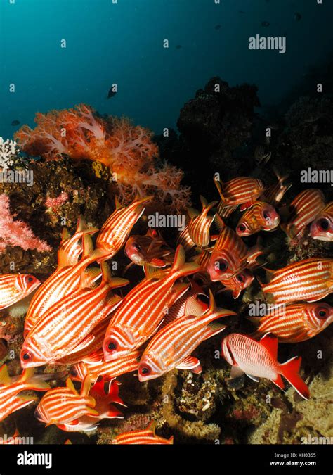 School Of Red Soldier Fish Or Red Squirrel Fish Stock Photo Alamy