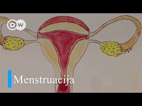 Menstruacija Kako Nastaje I Za To Youtube