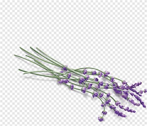 Lavender Purple Violet Png PNGEgg