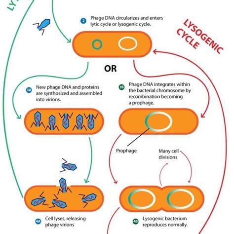 Bacteriophage Life Cycle Phases Lytic And Lysogenic Phases Download Scientific Diagram