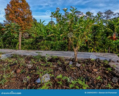 Plantas Florais Plantadas Em Terras Vagas Na Berma Da Estrada Utilizada