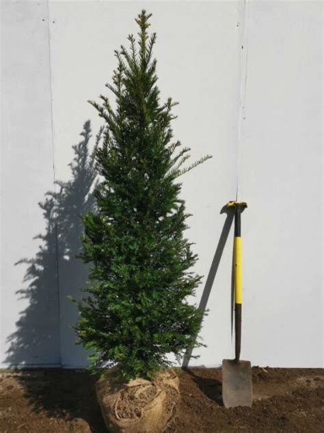 Eibe Taxus Baccata 140 160 Cm Pflanzenabholen De