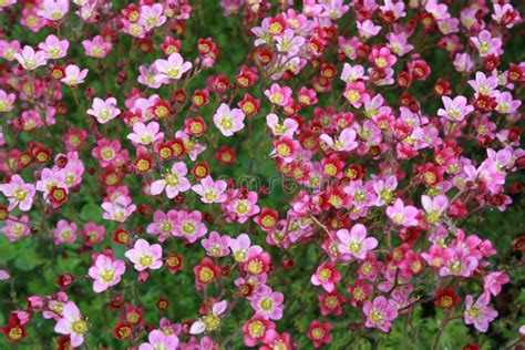 Garden Flowers. Saxifrage Pink Stock Image - Image of alpine, hill ...