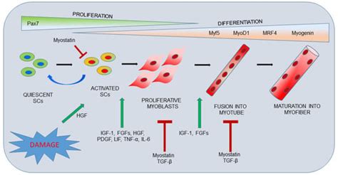 Ijms Free Full Text Available In Vitro Models For Human Satellite