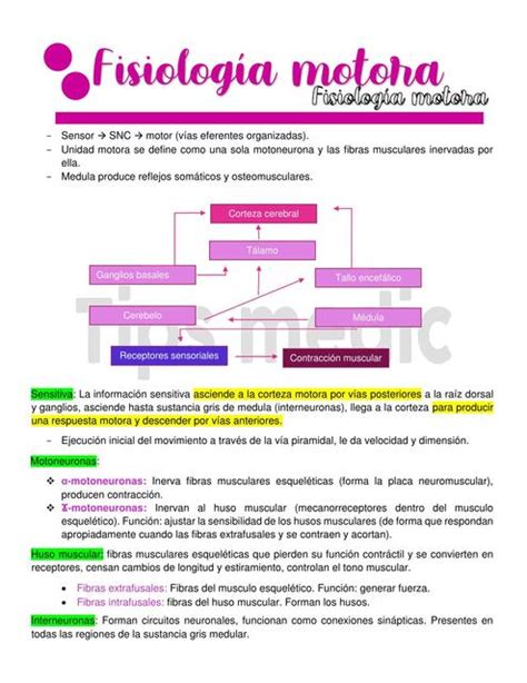 Fisiolog A Motora Resumen Tips Medic Udocz