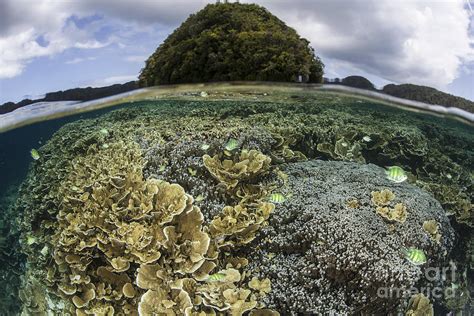 Reef Building Corals Grow Inside Palaus Photograph By Ethan Daniels