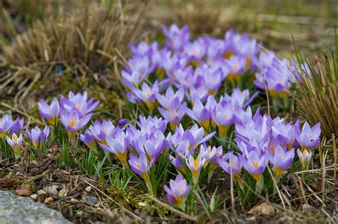 Sieber Krokus Crocus Sieberi Ssp Bild Kaufen