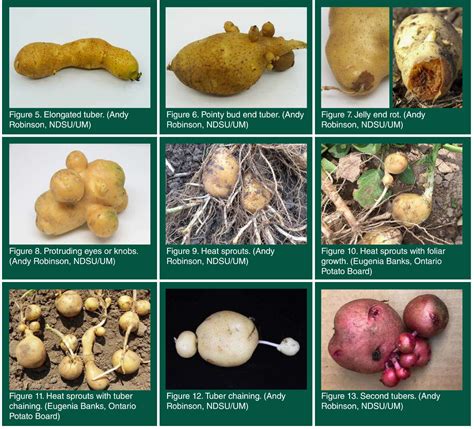 Heat Stress Causes Potato Tuber Second Growth - Wisconsin Potato and