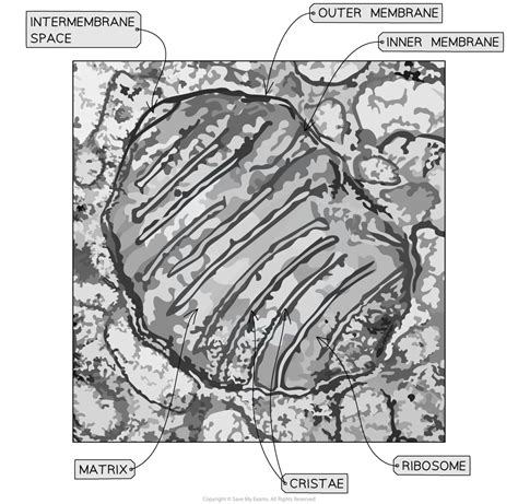 IB DP Biology HL复习笔记8 2 7 Skills Cell Respiration 翰林国际教育