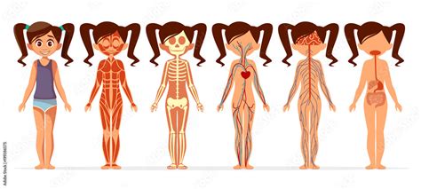 Girl body anatomy vector illustration. Cartoon medical female human body structure of muscular ...