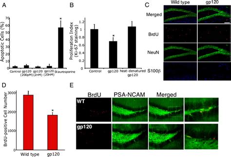 Hiv Gp Decreases Adult Neural Progenitor Cell Proliferation Via