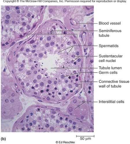 BIOL 2402 S4L Male Reproductive Anatomy Histology Flashcards Quizlet