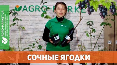 КОМПЛЕКТИ ЯГІДНИХ САДЖАНЦІВ: купити комплекти ягідних саджанців поштою ...
