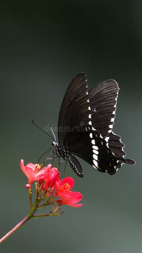 Mariposa Negra Y Blanca Sentada Sobre Una Flor Roja Imagen De Archivo