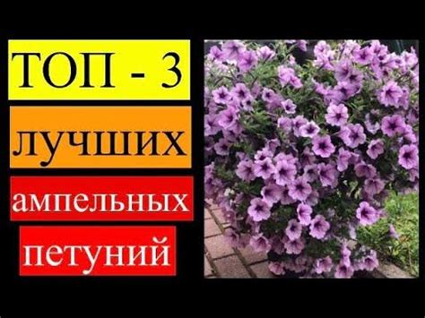 Лучшие ампельные петунии по всем показателям! От них вы будете в ...