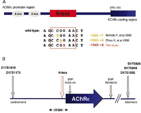 A Schematic Representation Of The Human Achr E Gene Promoter