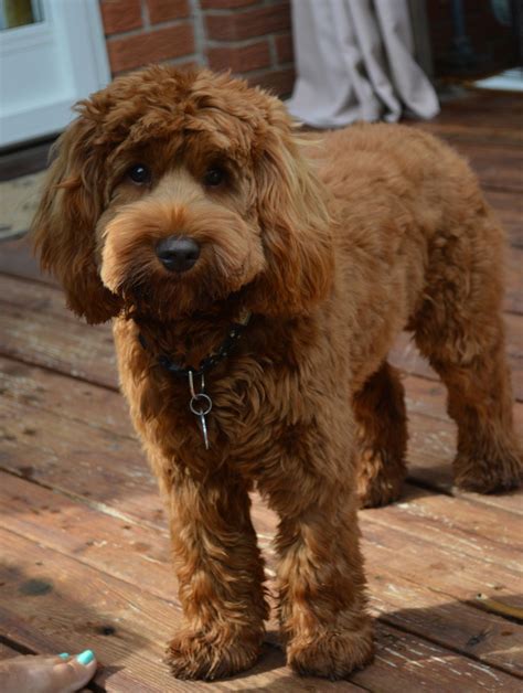 Australian Labradoodle Breeder At Halton Hills Our Dogs Labradoodle