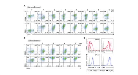 Kinetics Of The Immunophenotypic And Functional Profiling Of In