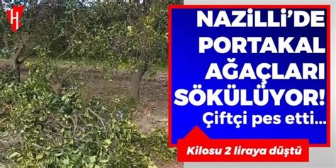 Portakal 2 liraya düştü Nazillide çiftçi ağaçları söktü