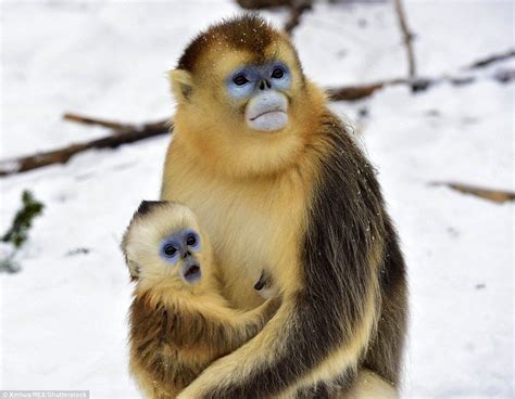 Baby golden monkey is absolutely stunned by heavy blanket snowfall ...