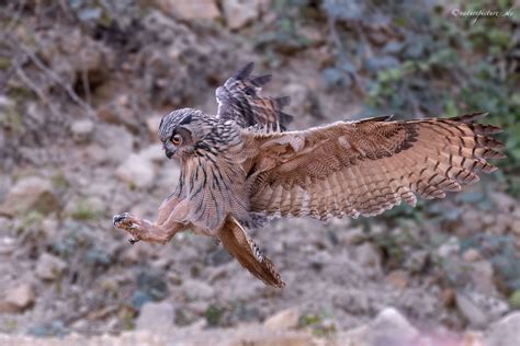Uhu-Landeanflug (Forum für Naturfotografen)