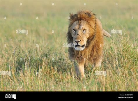 Lion big five hi-res stock photography and images - Alamy