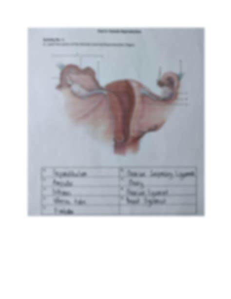 Solution Reproductive System Study Guide Human Anatomy Ang Physiology