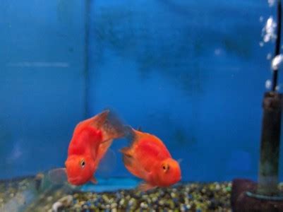 Purple Parrot - New World Cichlids - Cichlasoma sp | Tank Facts