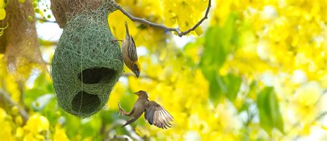 Pictures Of Birds Making Nest And Names Of Them - Infoupdate.org